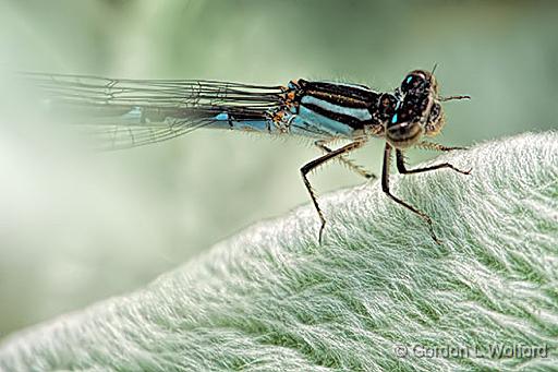 Damselfly Closeup_DSCF5319.jpg - Photographed at Ottawa, Ontario, Canada.